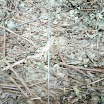 泽兰