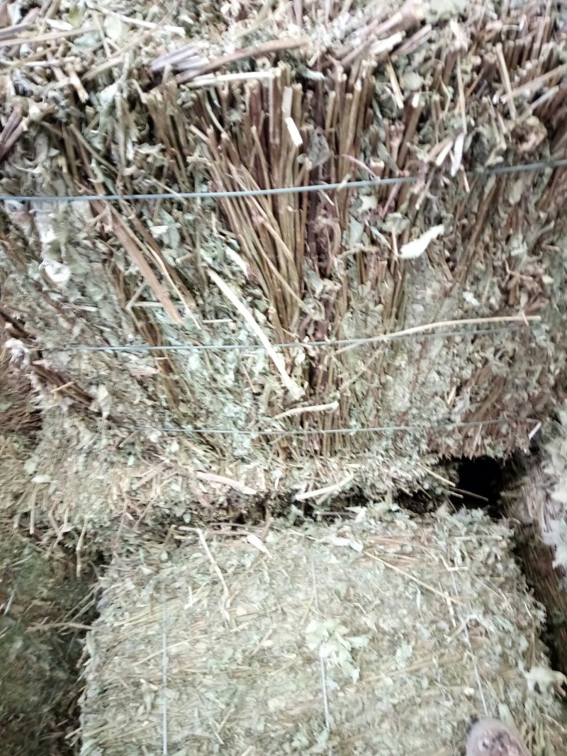 泽兰