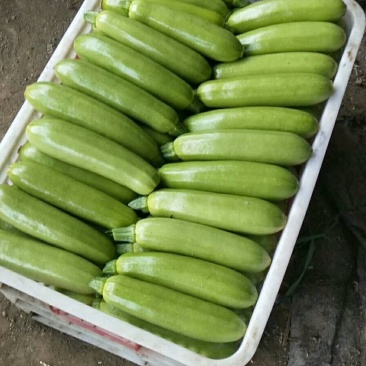 油绿西葫大量上市，单个半斤以上。一手货源，长期供应