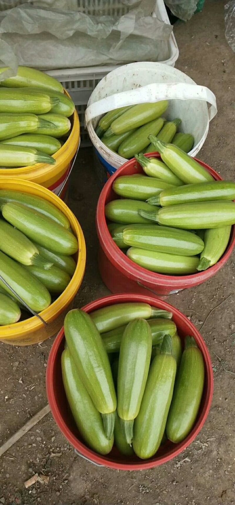 油绿西葫大量上市，单个半斤以上。一手货源，长期供应