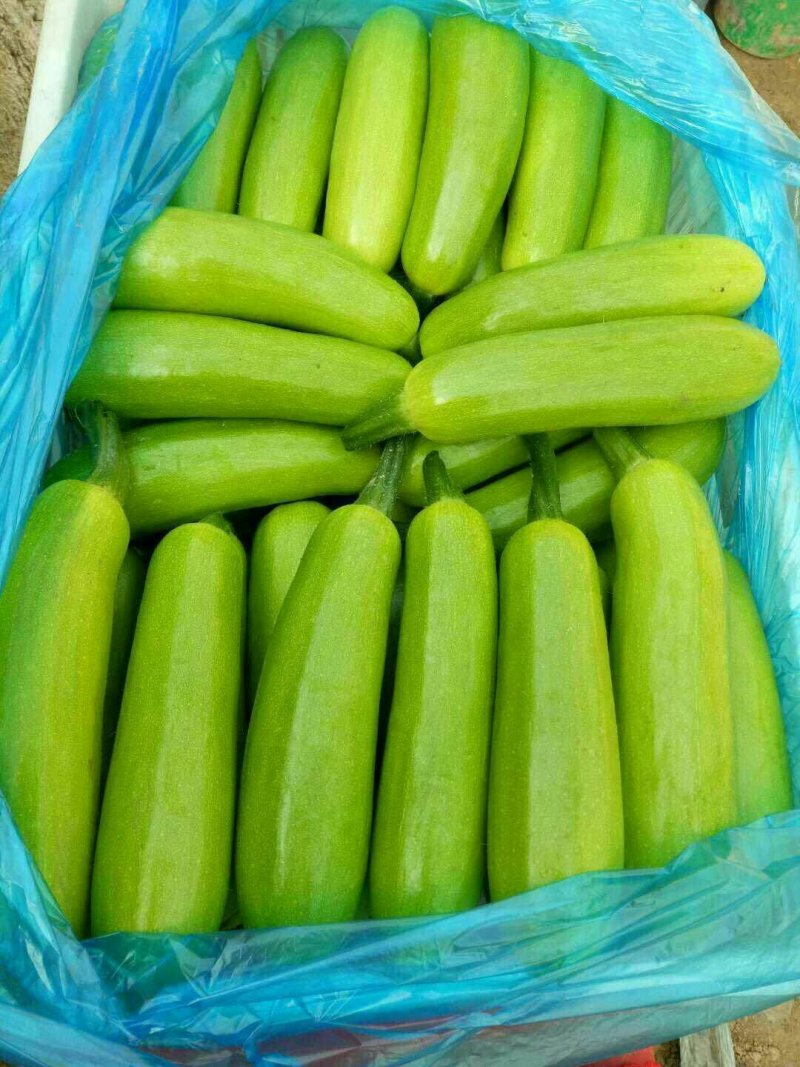 油绿西葫大量上市，单个半斤以上。一手货源，长期供应