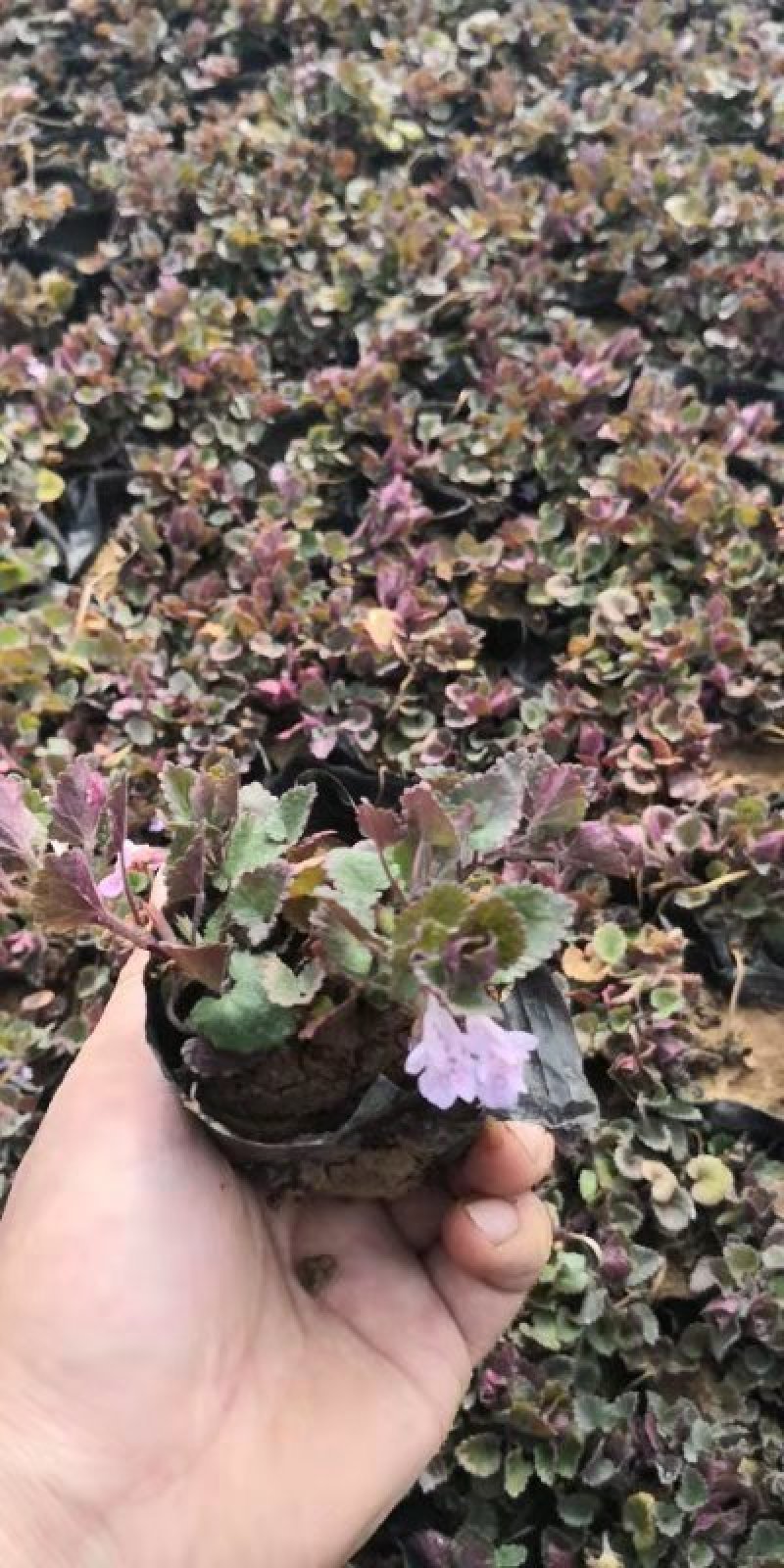 连钱草