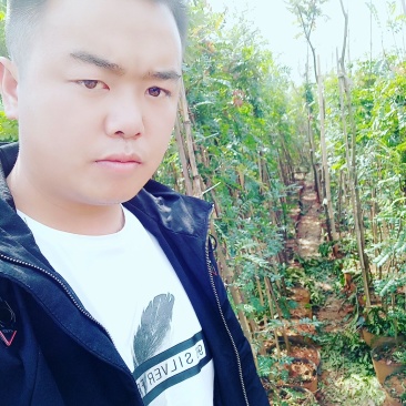 清香木