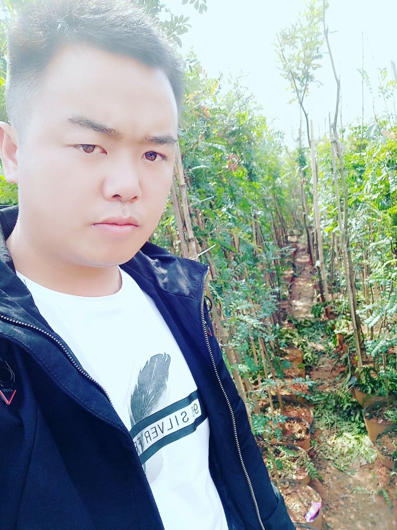 清香木