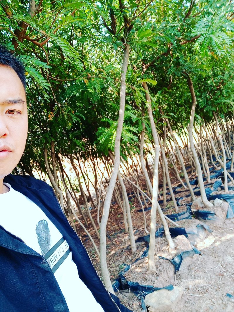 清香木