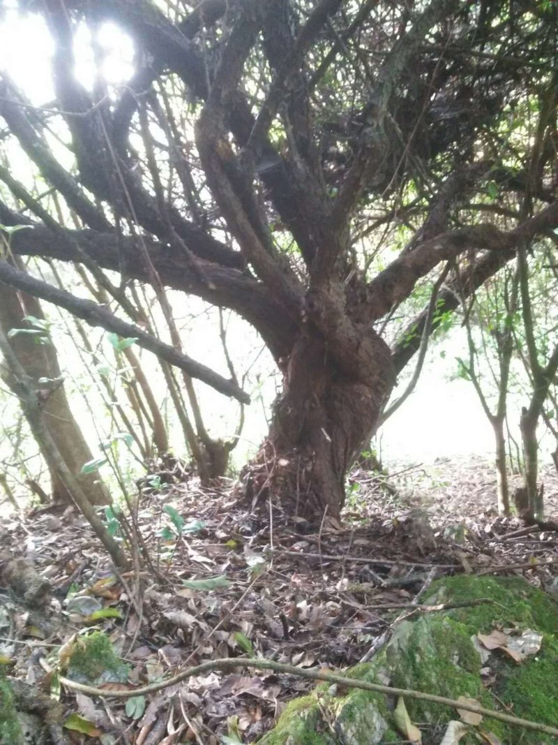 月季树桩