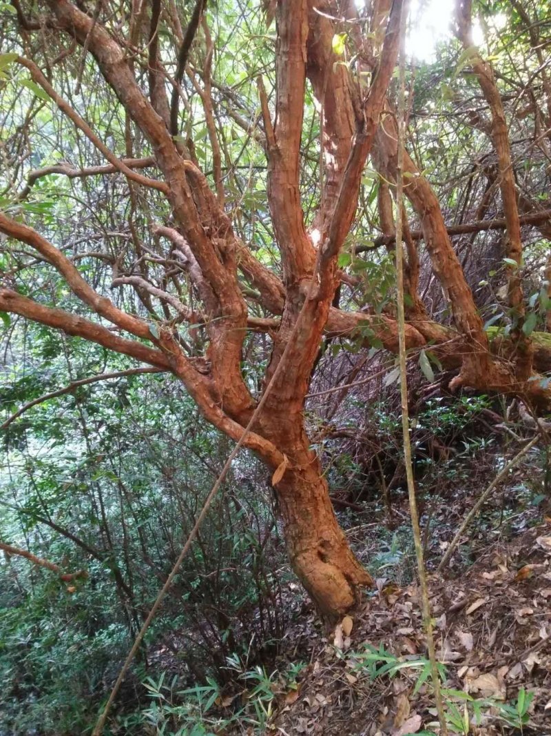 月季树桩