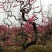 梅花盆景造型梅花厅堂景观