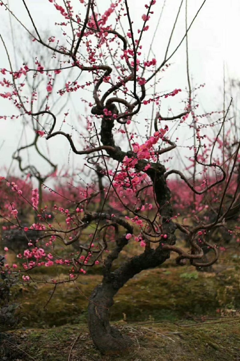梅花盆景造型梅花厅堂景观