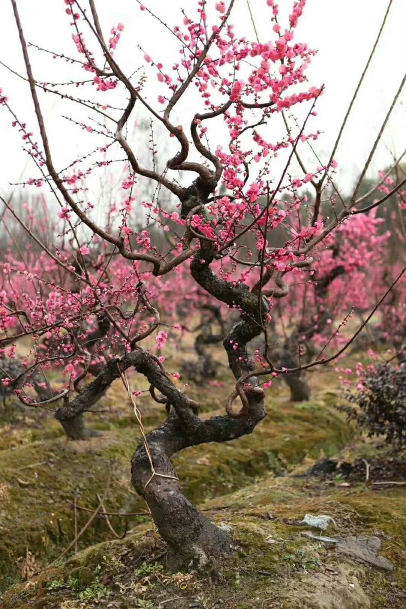 梅花盆景造型梅花厅堂景观