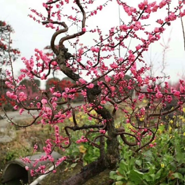 梅花盆景造型梅花厅堂景观