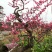 梅花盆景造型梅花厅堂景观