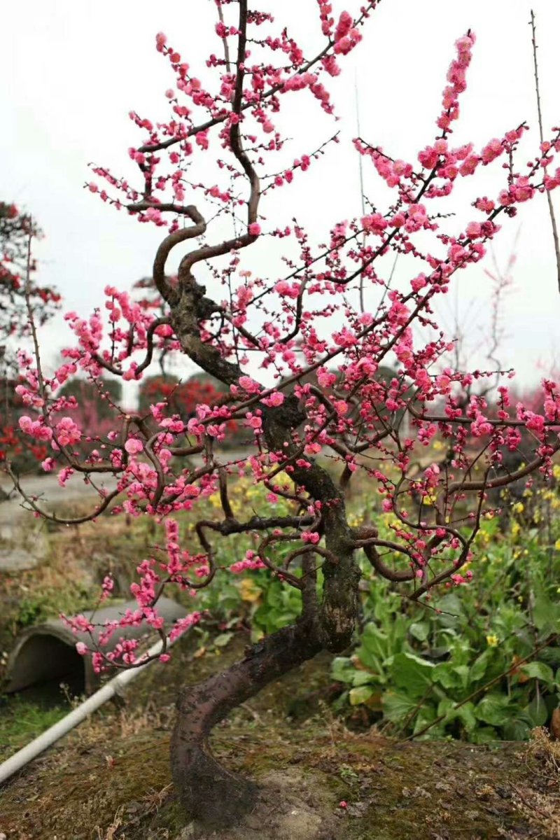梅花盆景造型梅花厅堂景观