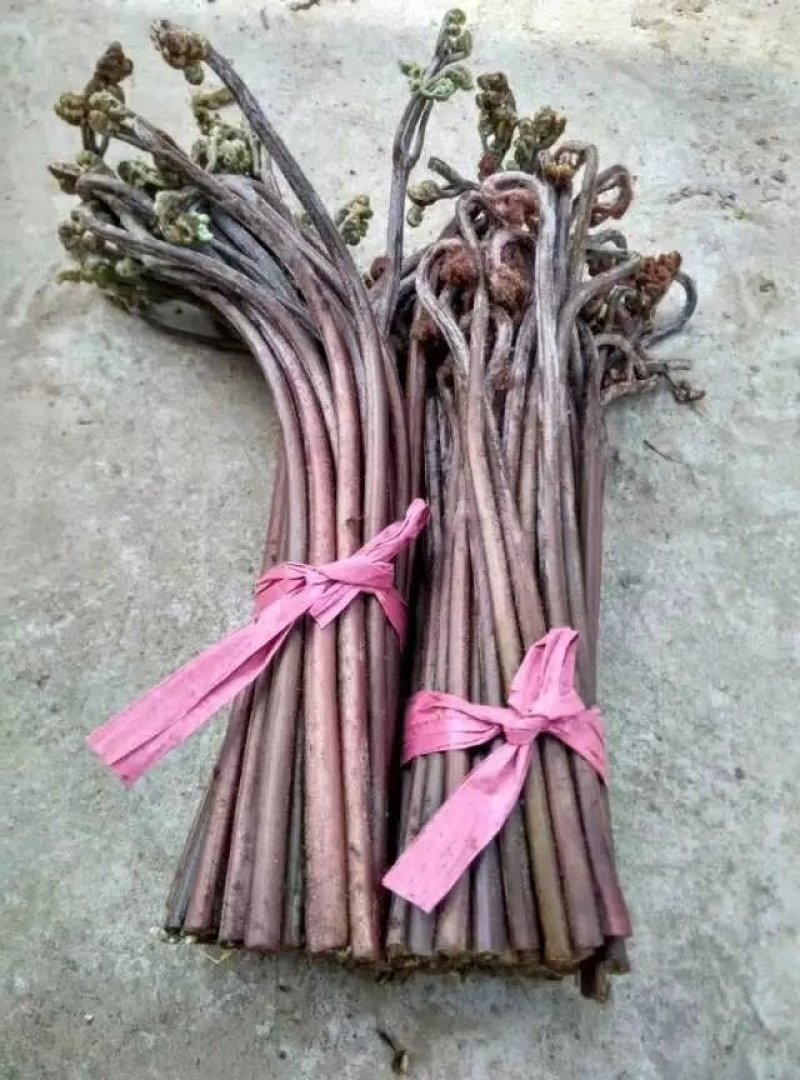 野生蕨菜(鲜货，半成品等)