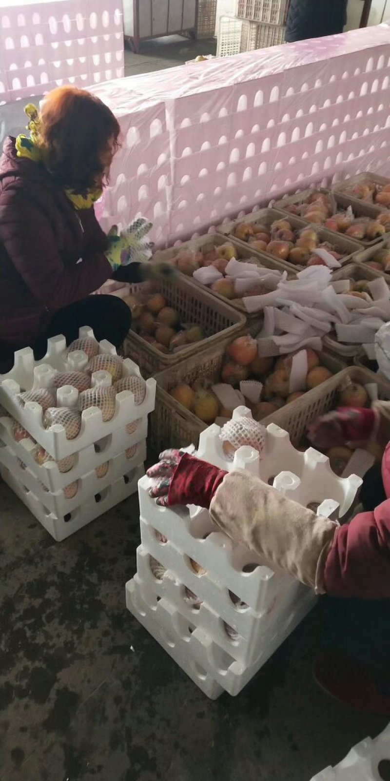 山西红富士冰糖心苹果早熟红富士苹果一件代发