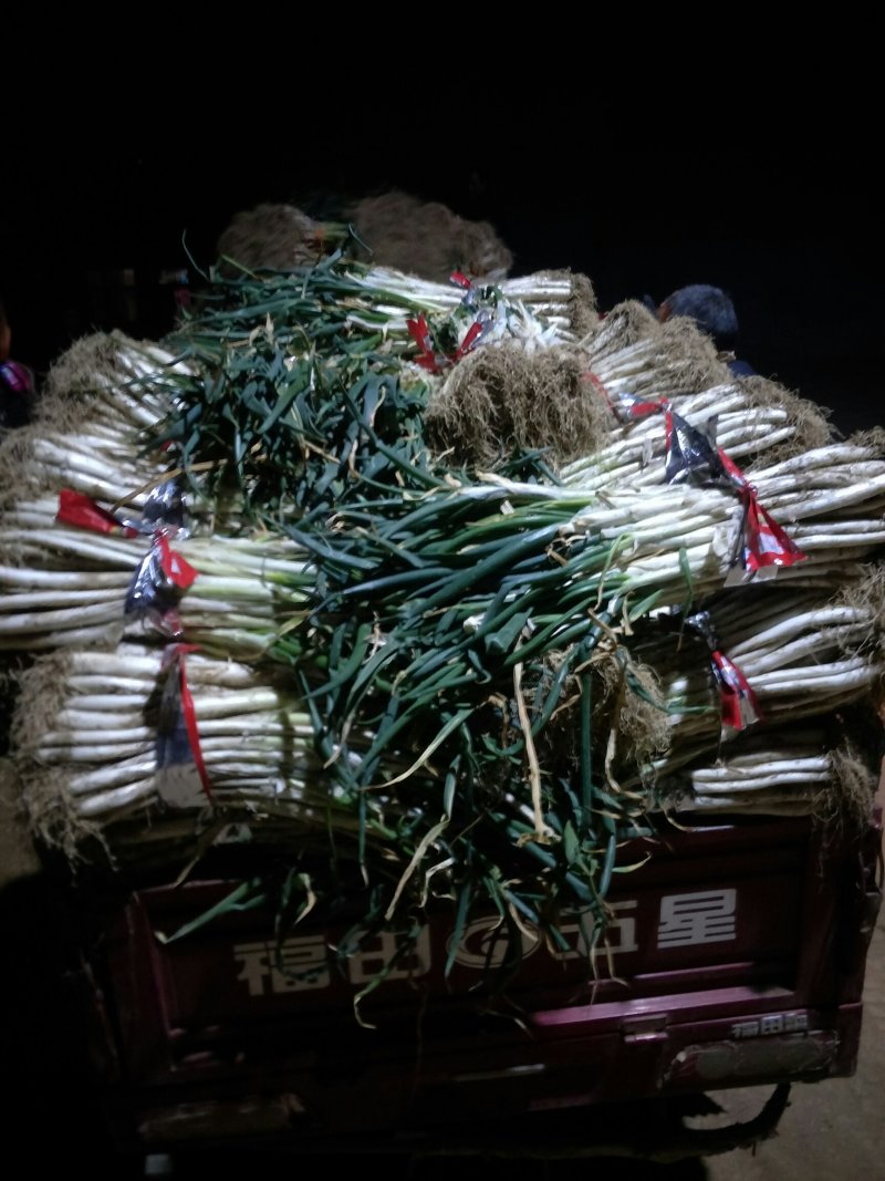 甘谷大葱每天大量供应，