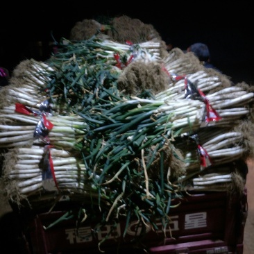 甘谷大葱每天大量供应，