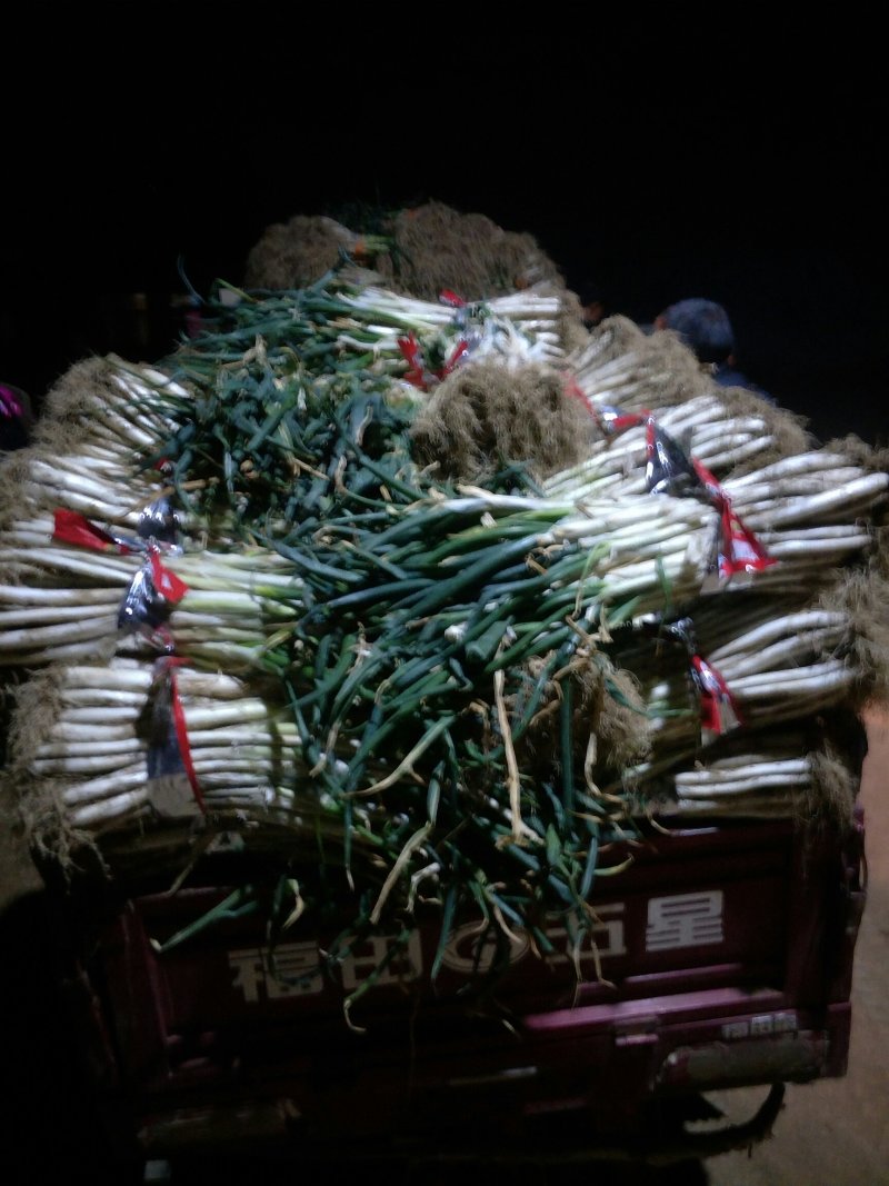 甘谷大葱每天大量供应，
