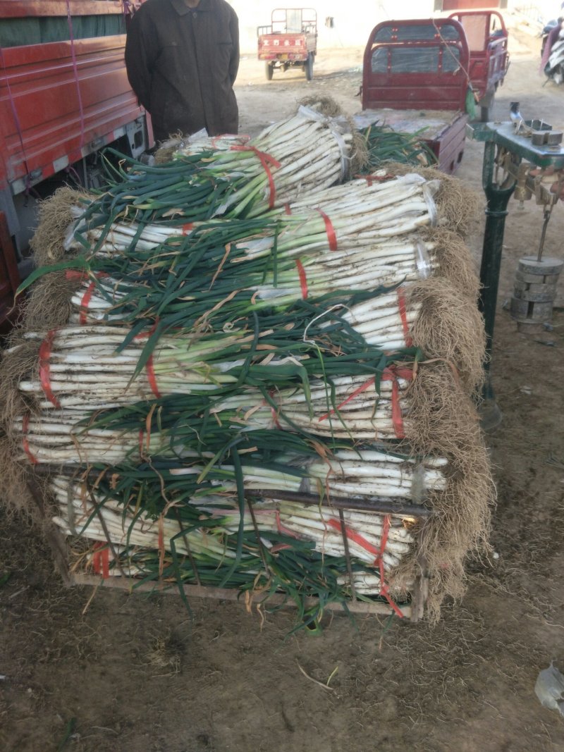 甘谷大葱，白菜每天大量供应