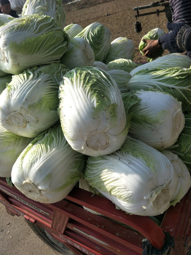 甘谷大葱，白菜每天大量供应