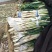 甘谷大葱，白菜每天大量供应