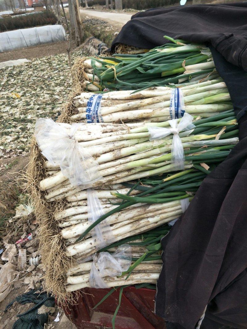 甘谷大葱，白菜每天大量供应