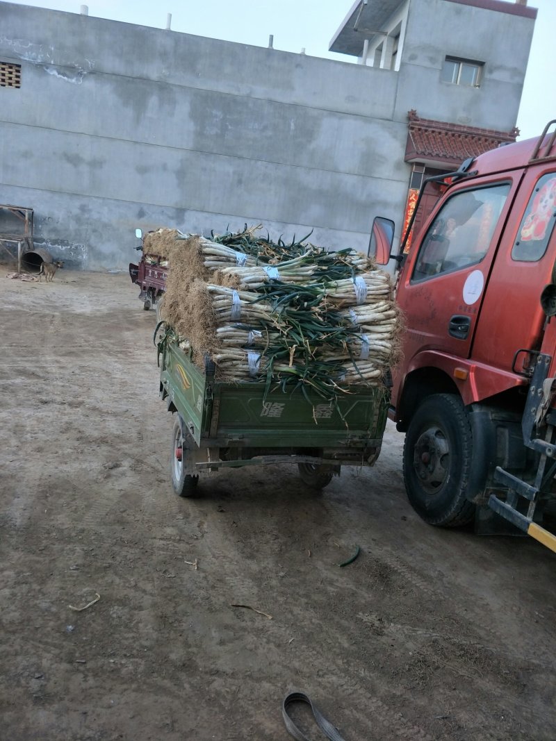 甘谷大葱，白菜每天大量供应
