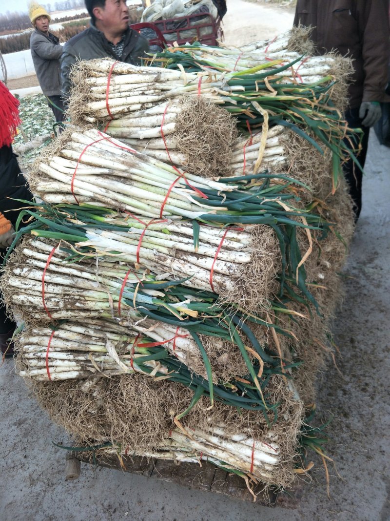 甘谷大葱，白菜每天大量供应