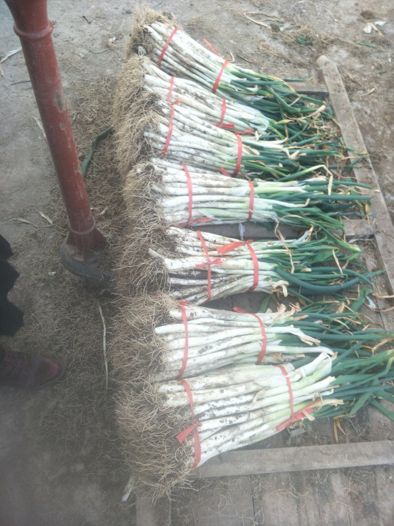 甘谷大葱，白菜每天大量供应