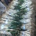 甘谷大葱，白菜每天大量供应
