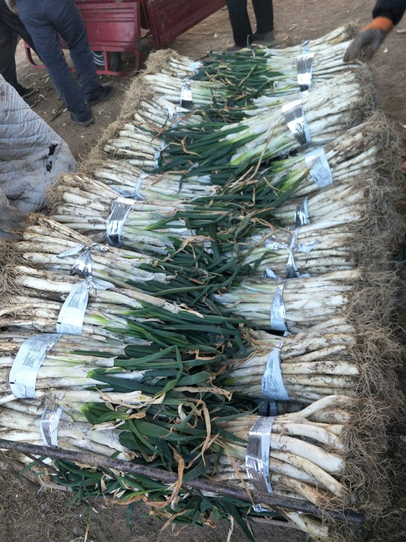 甘谷大葱，白菜每天大量供应