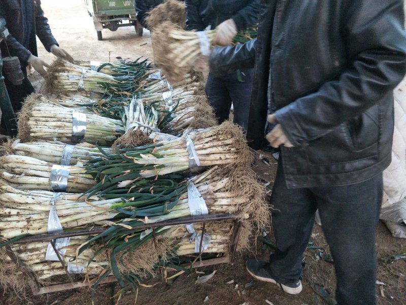 甘谷大葱，白菜每天大量供应