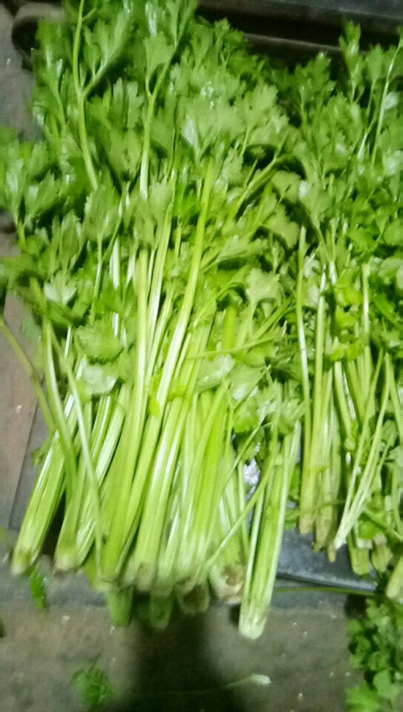 西芹，五十公分