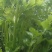 西芹，五十公分