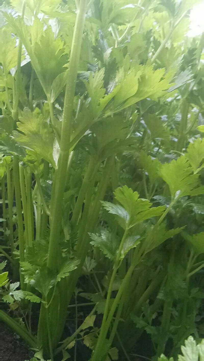 西芹，五十公分