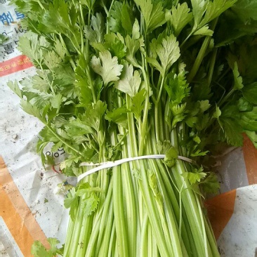 西芹，五十公分