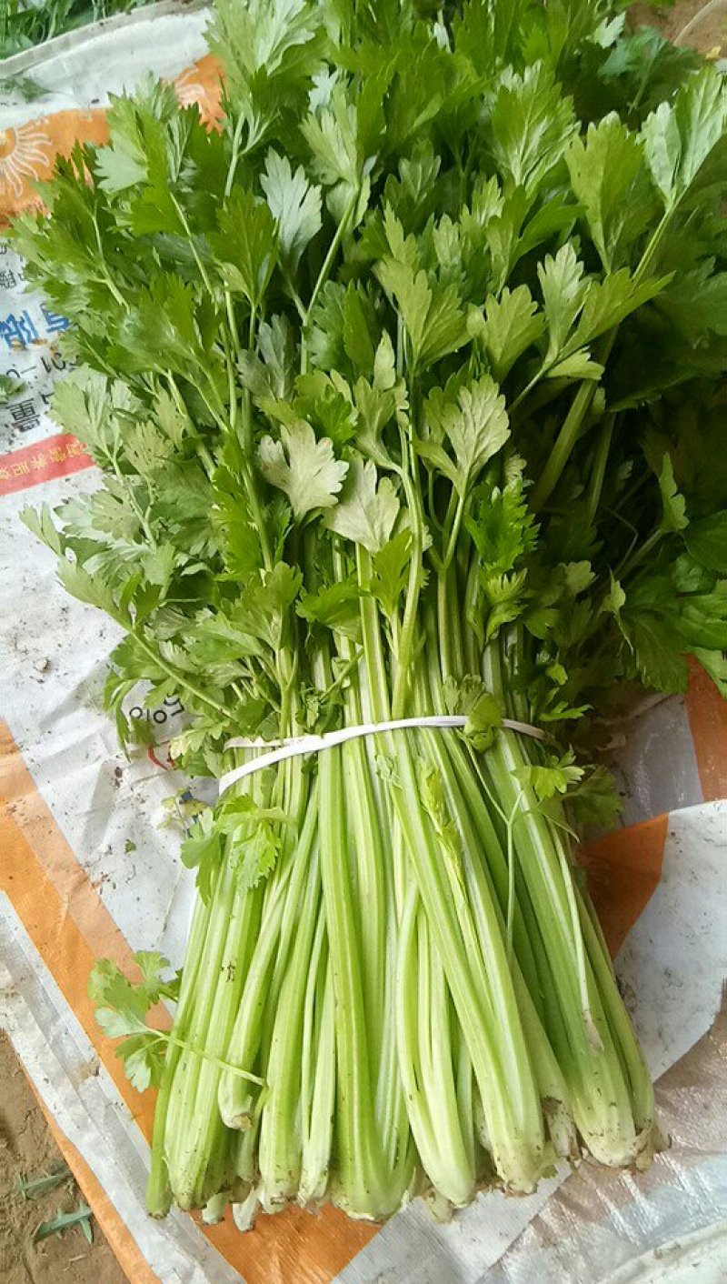 西芹，五十公分