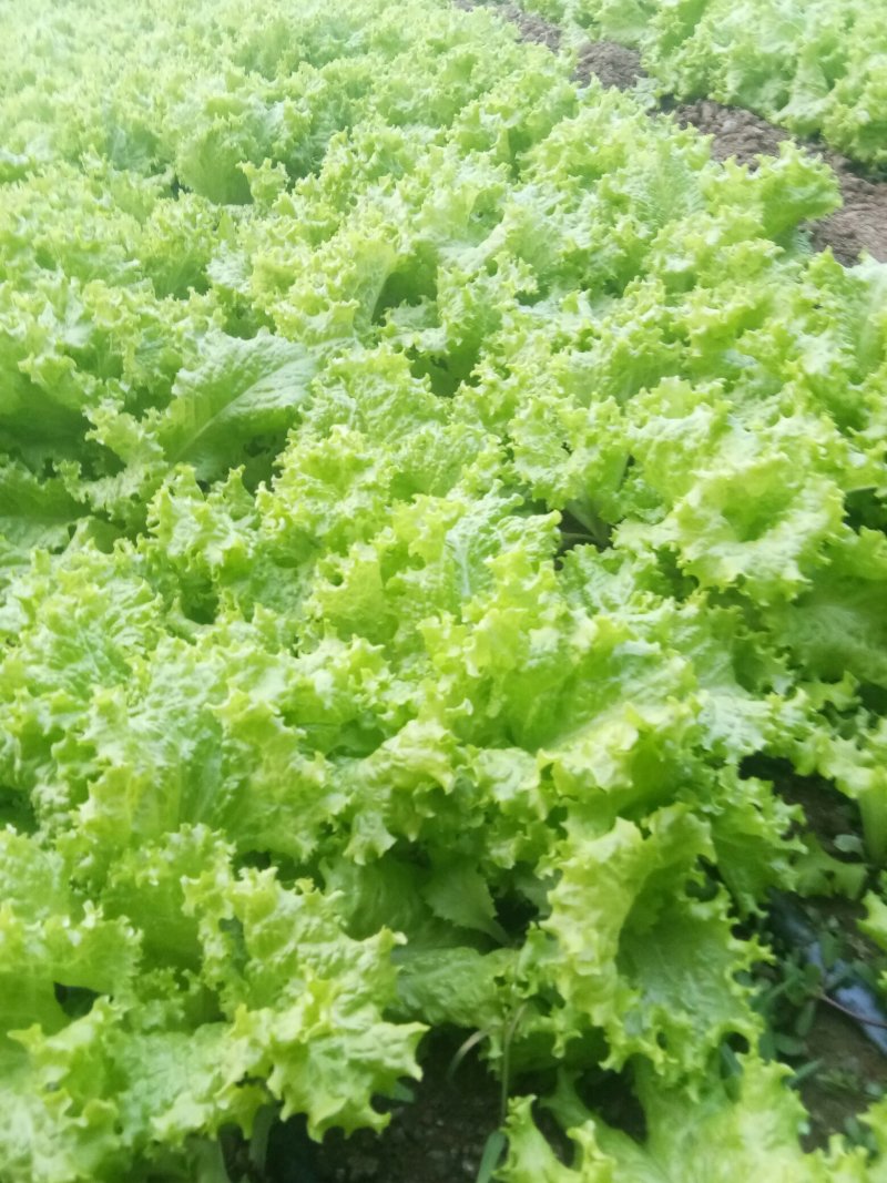 西芹，五十公分