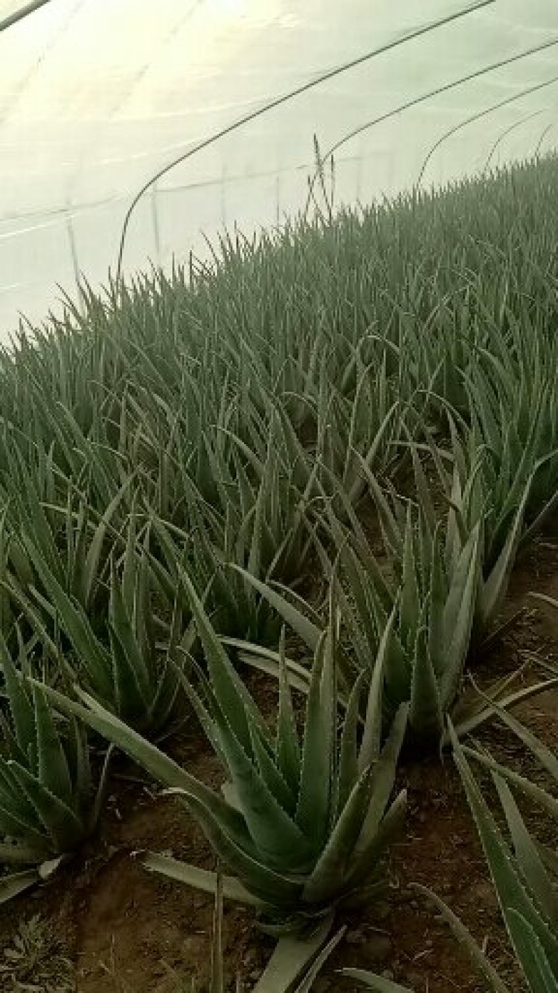 芦荟苗——精选库拉索芦荟大苗