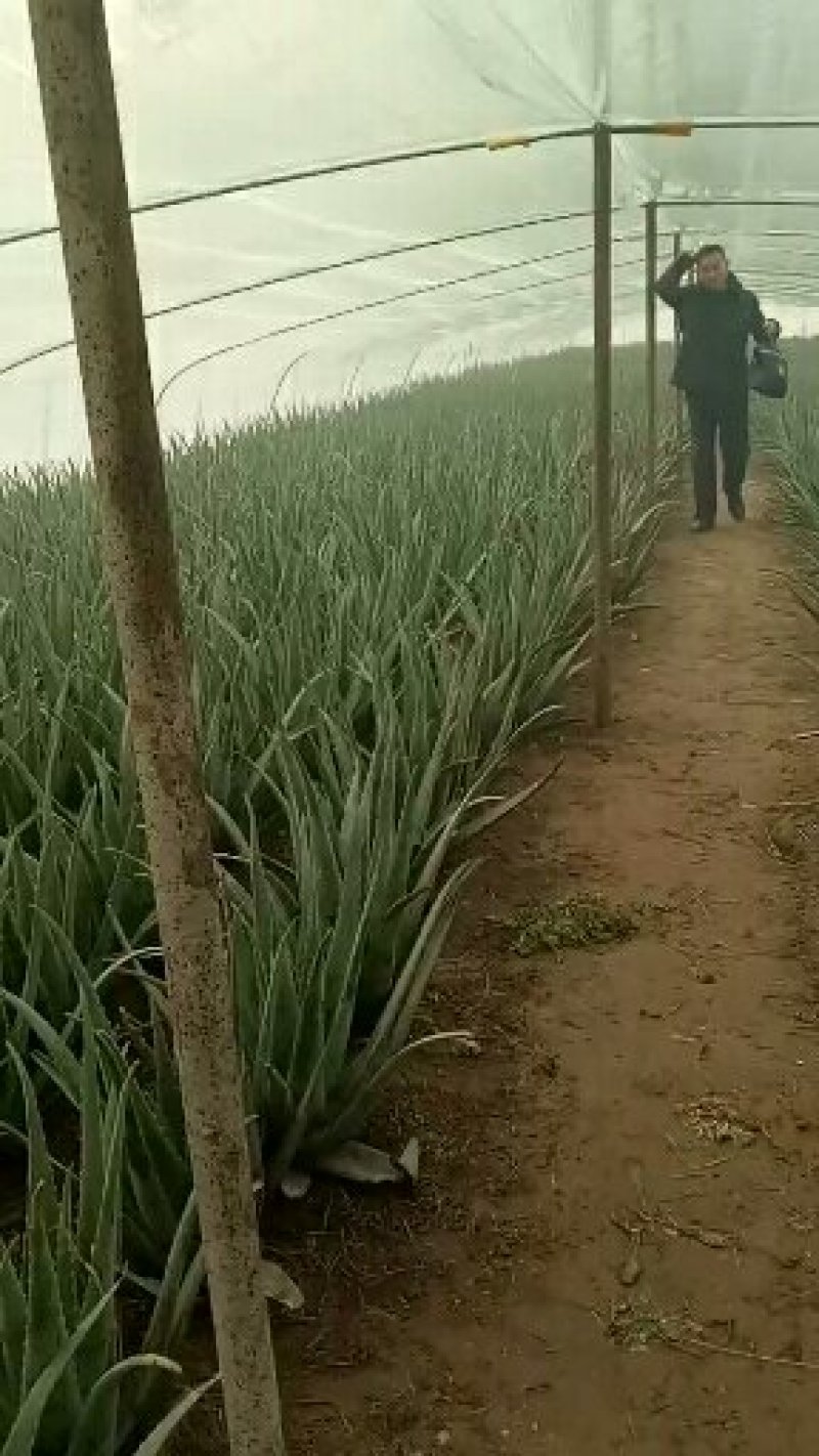 芦荟苗——精选库拉索芦荟大苗