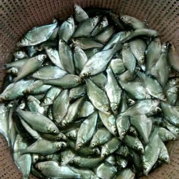武昌边鱼苗
