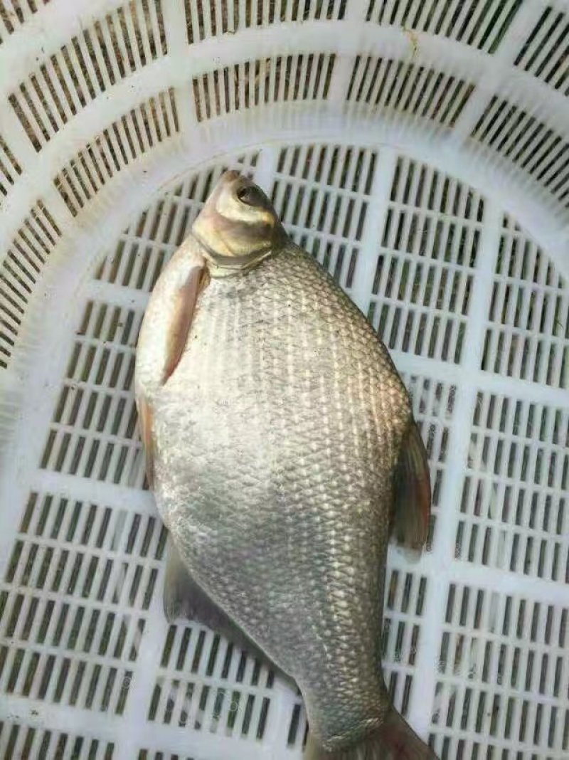 武昌边鱼苗