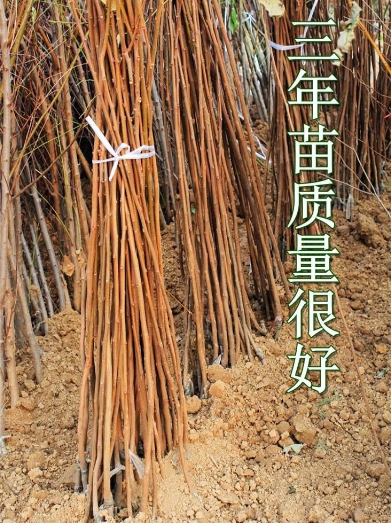 正品嫁接柿子树苗台湾脆柿日本甜柿庭院盆栽地栽