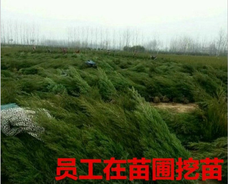 自家种植侧柏，1-3米规格都有，树型好，欢迎订购