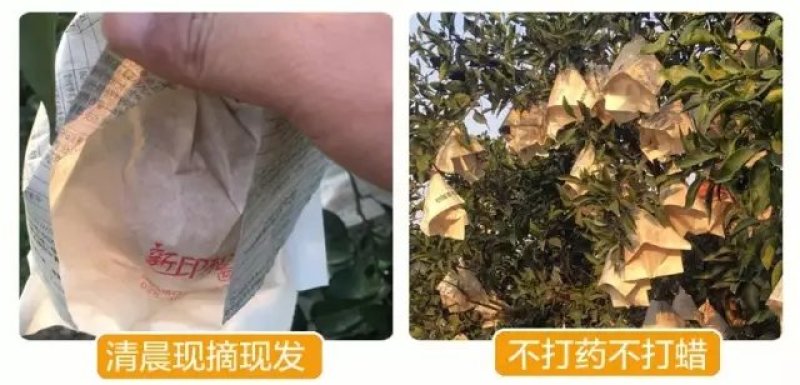 不知火丑橘，一咬就爆汁的“柑橘皇后”，甜润爽口，细腻无渣