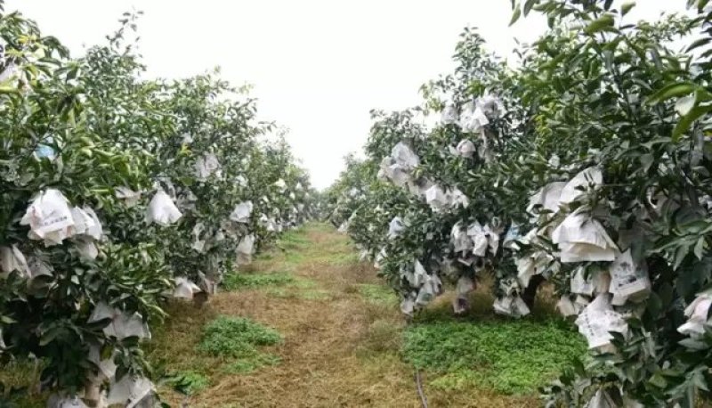 不知火丑橘，一咬就爆汁的“柑橘皇后”，甜润爽口，细腻无渣