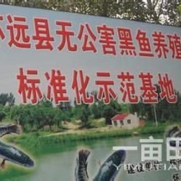 安徽蚌埠怀远无公害黑鱼苗