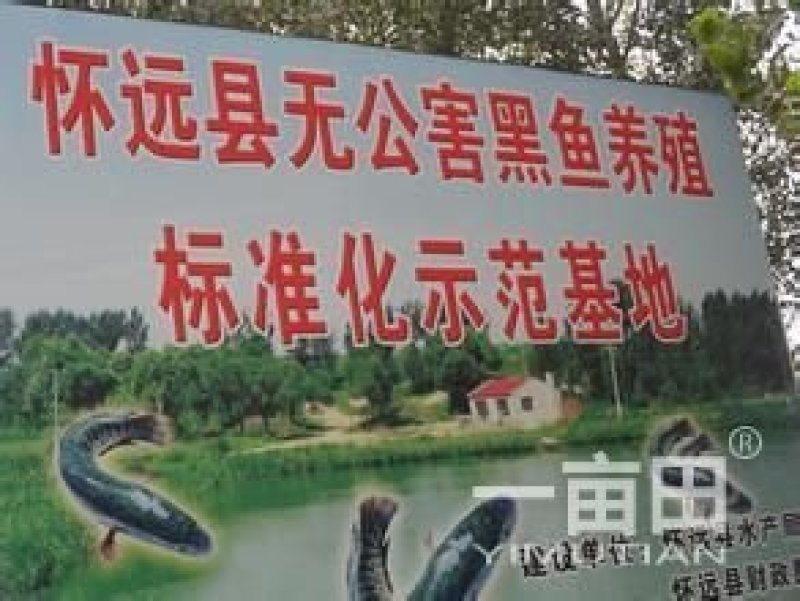 安徽蚌埠怀远无公害黑鱼苗