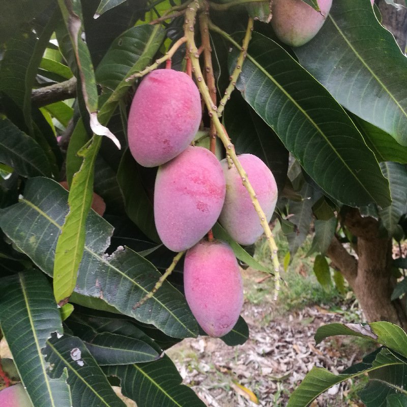 正宗海南贵妃芒果