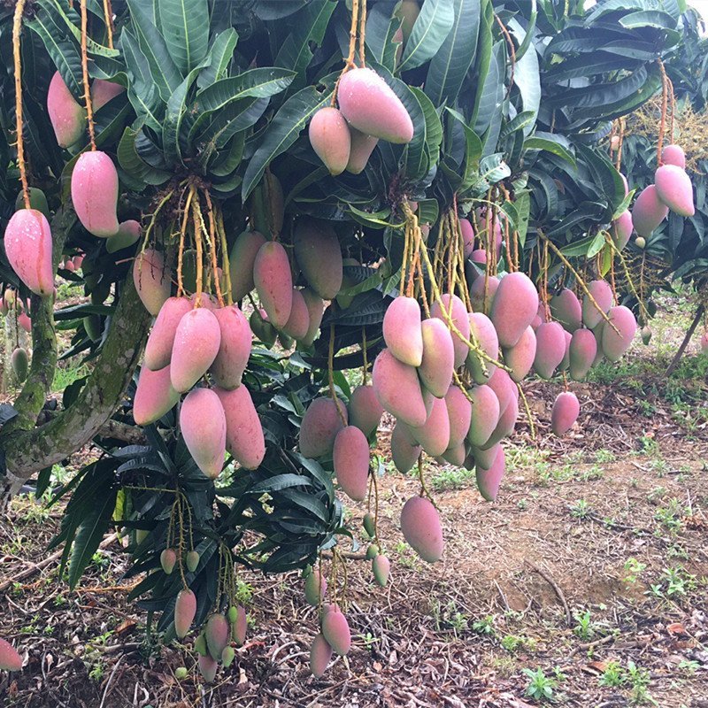 正宗海南贵妃芒果